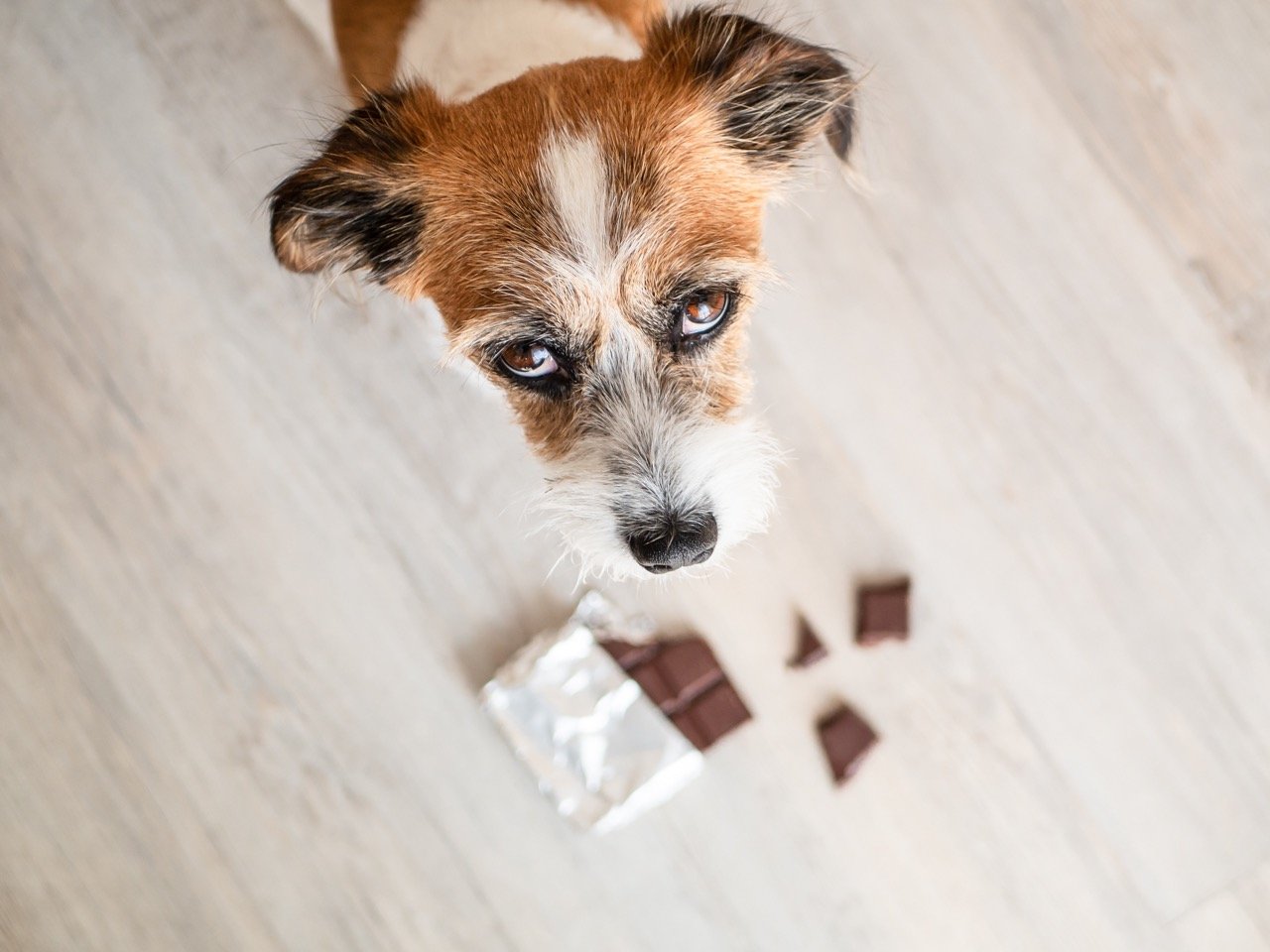 Dog ate 2024 chocolate biscuits